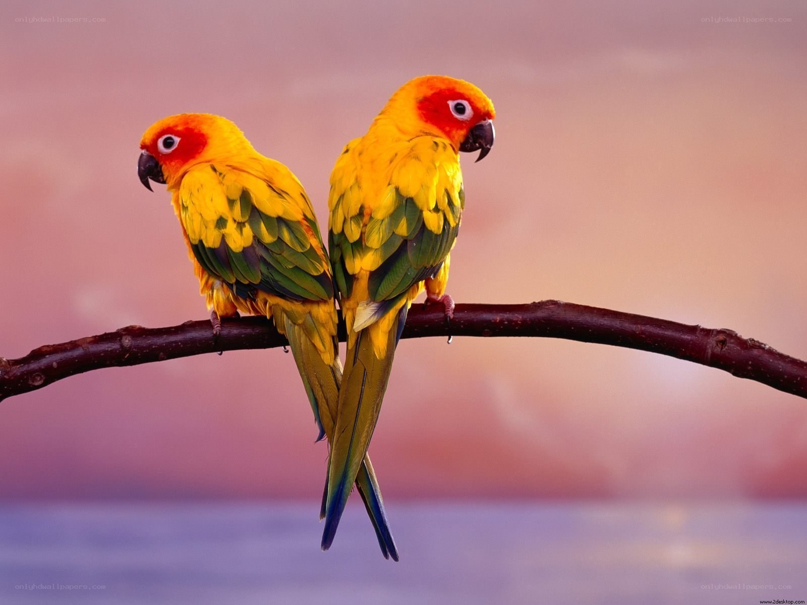 Two parrots on a branch
