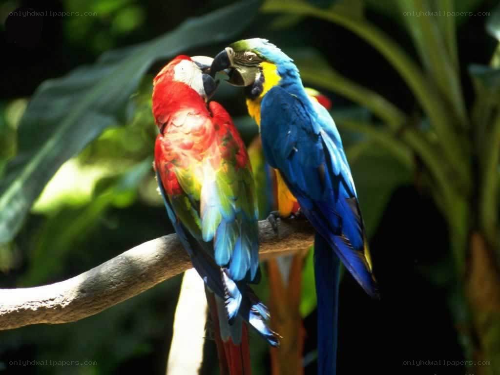 Two parrots on a branch