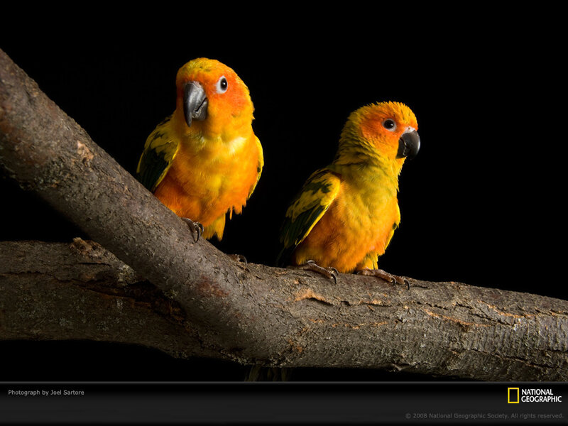 Two parrots on a branch
