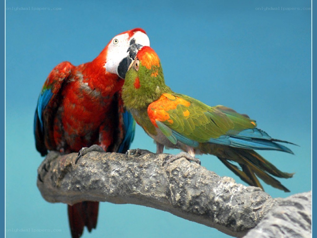 Two parrots on a branch
