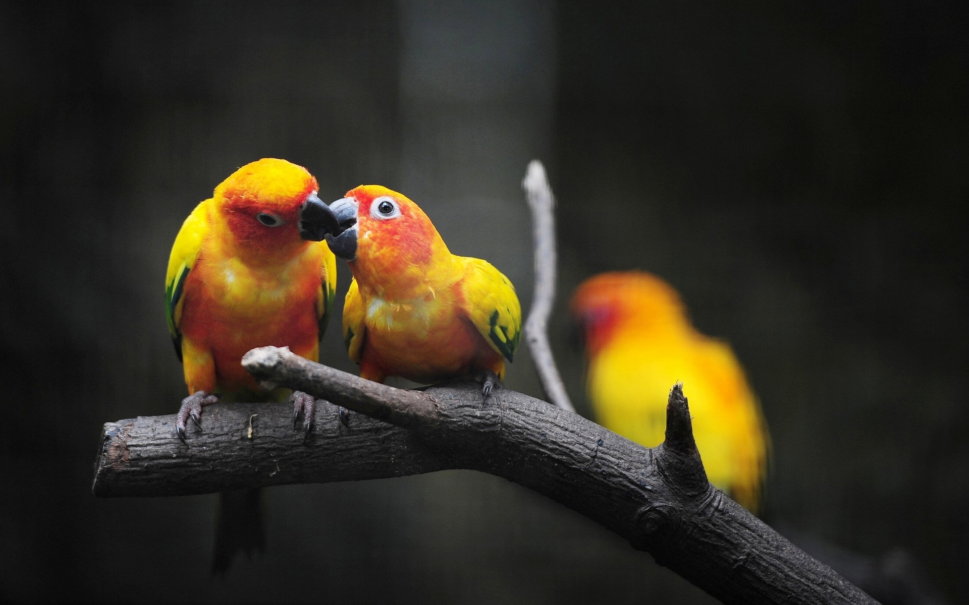 Two parrots on a branch