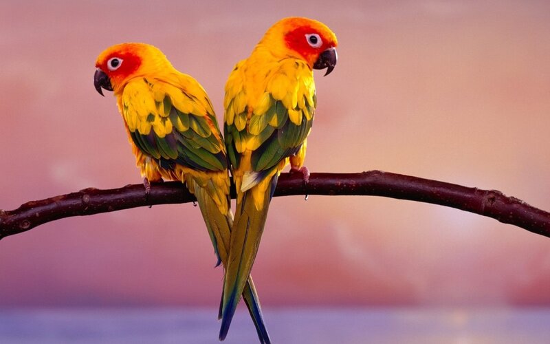 Two parrots on a branch