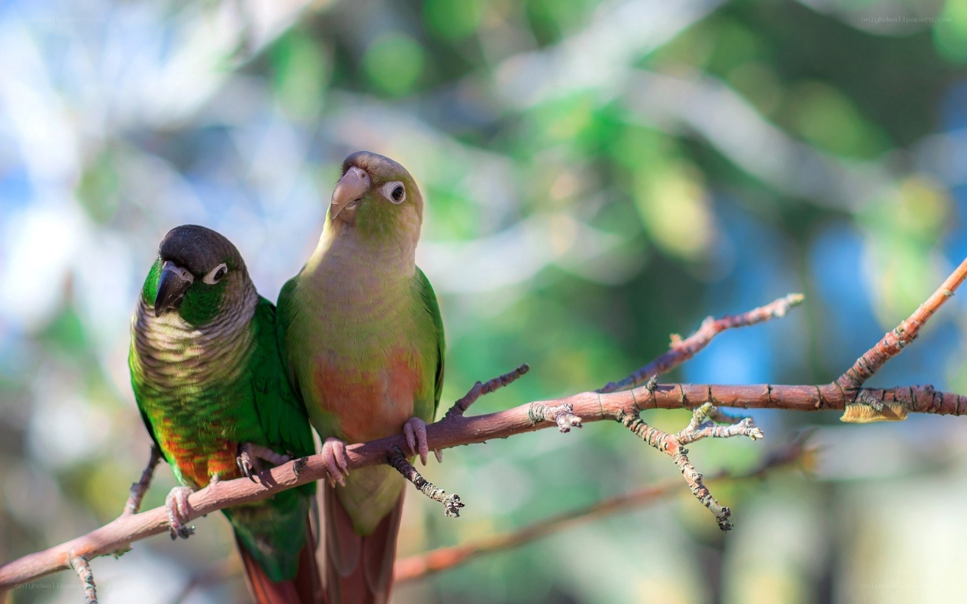 Two parrots on a branch
