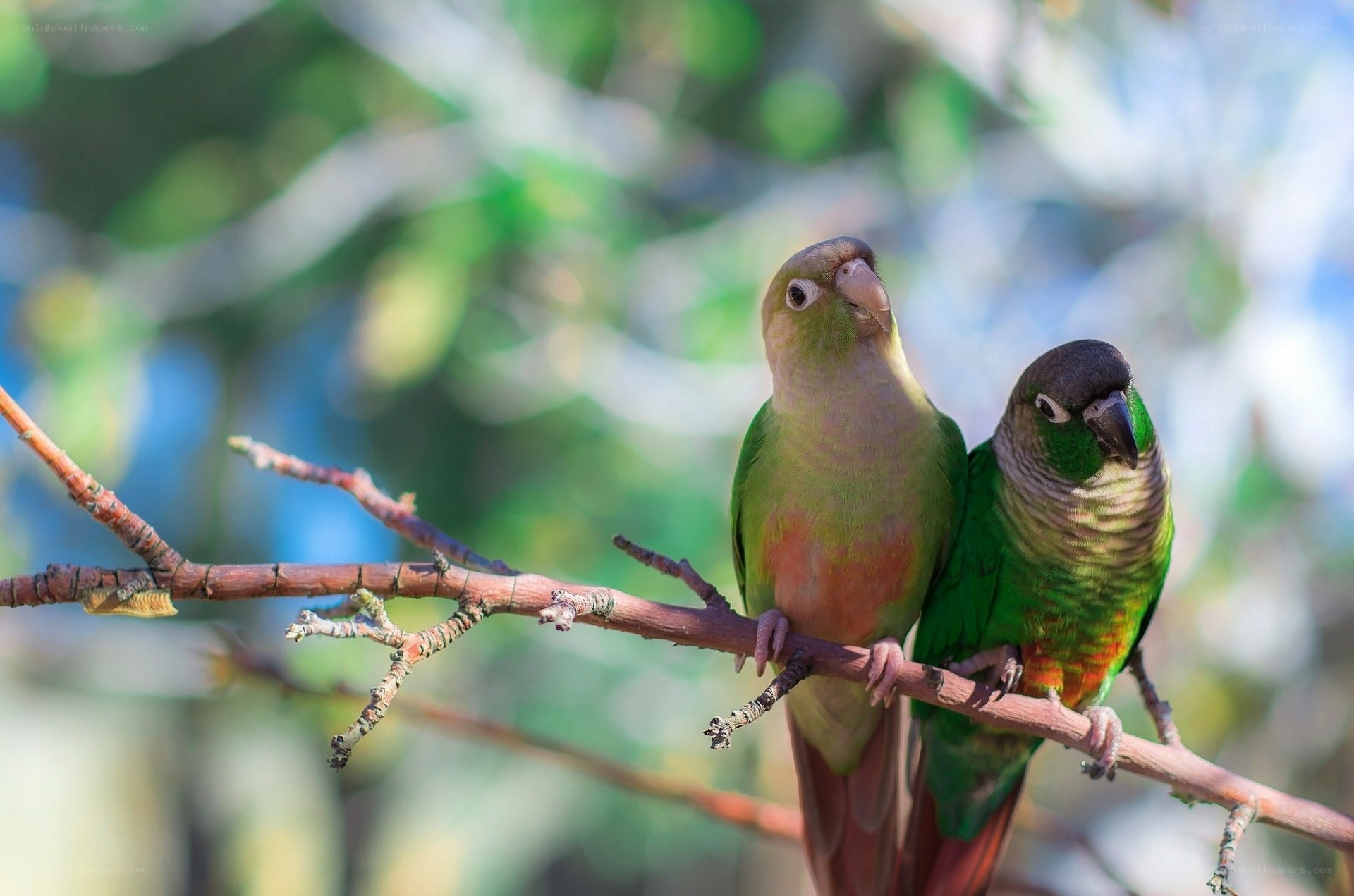 Two parrots on a branch