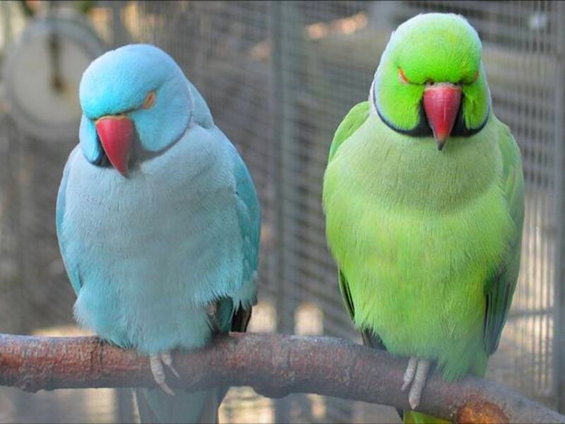 Two Parrots on a Branch — Blue, Calm, Photograph, Cage