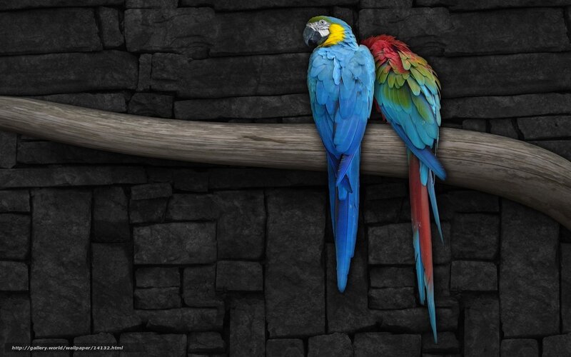 Two Parrots on a Branch — Blue, Calm, Photograph