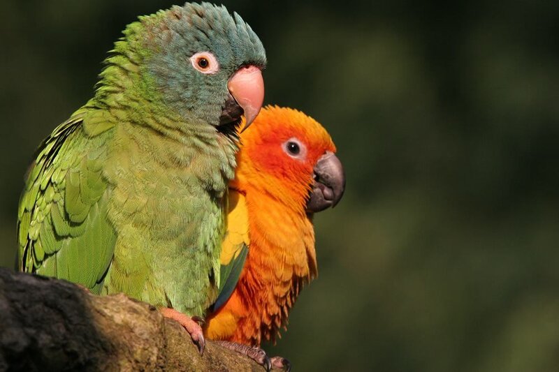 Two Parrots on a Branch — Green, Calm, Photograph, Green Background