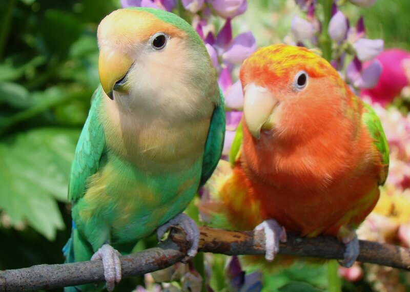 Two Parrots on a Branch — Green