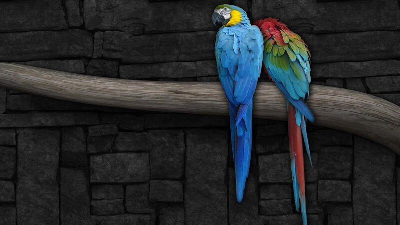 Two Parrots on a Branch — Photograph