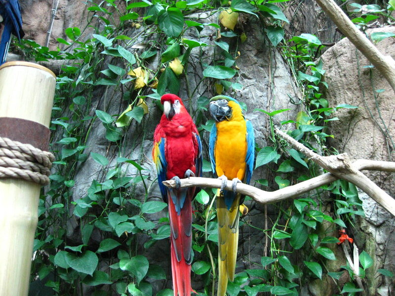Two Parrots on a Branch — Red, Natural