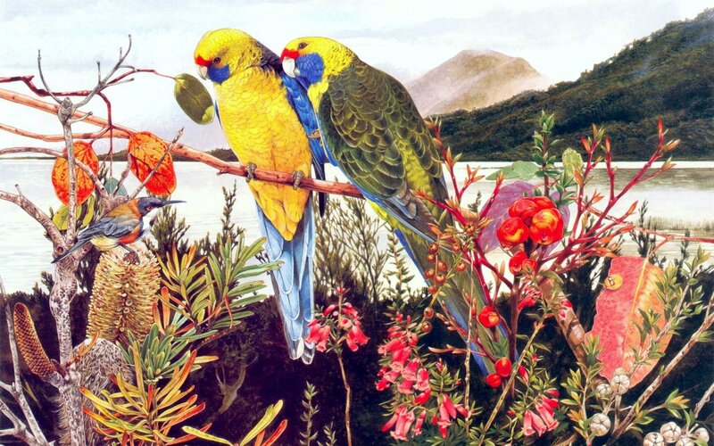 Two Parrots on a Branch — Yellow, Serene