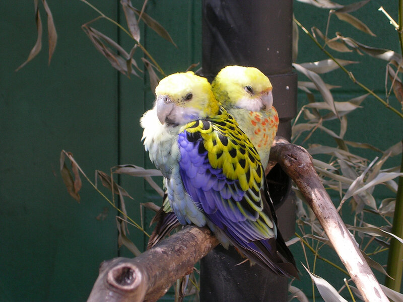 Two Parrots on a Branch — Yellow