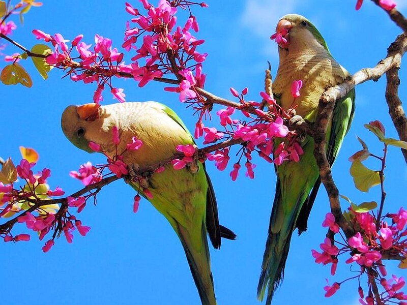 Two parrots on a flowering branch