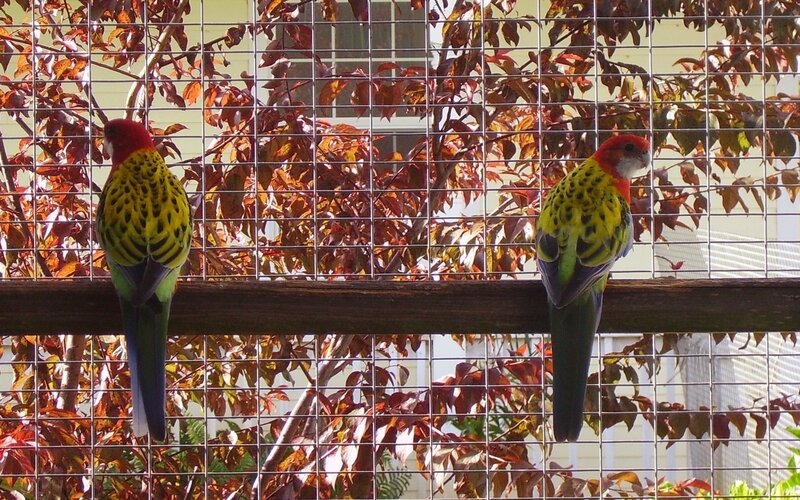 Two Parrots on a Perch — Green, Calm