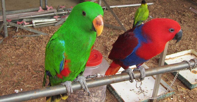 Two Parrots on a Perch — Green