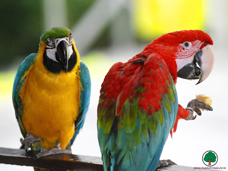 Two Parrots on a Perch — Red