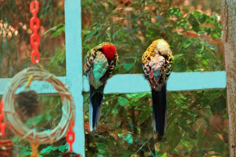 Two Parrots on a Perch