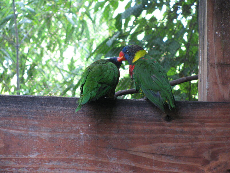 Two parrots on a wooden beam