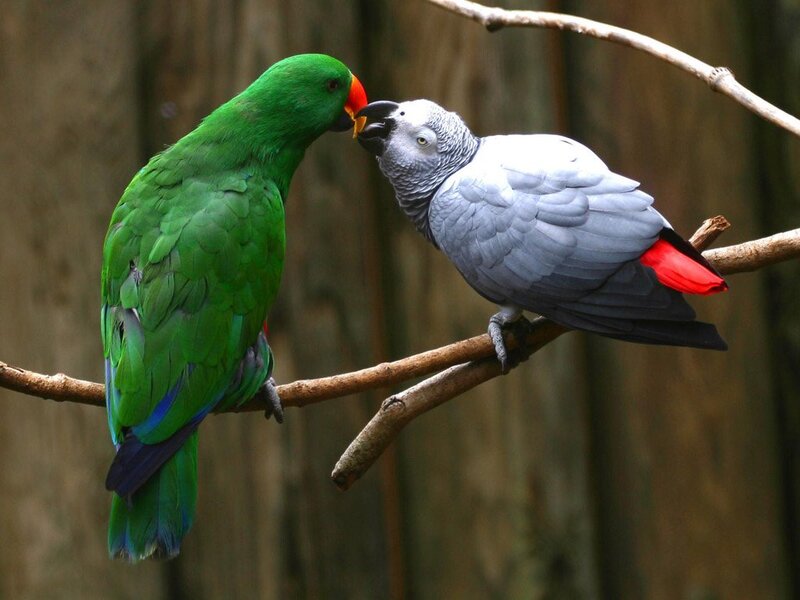 Two Parrots on Branch — Forest