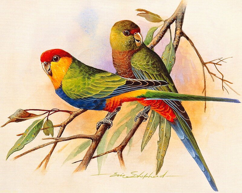 Two Parrots on Branch — Green, Calm, Illustration