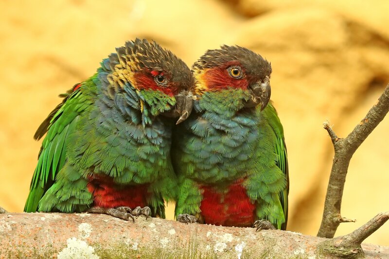Two Parrots on Branch — Green, Calm, Photograph, Feathers