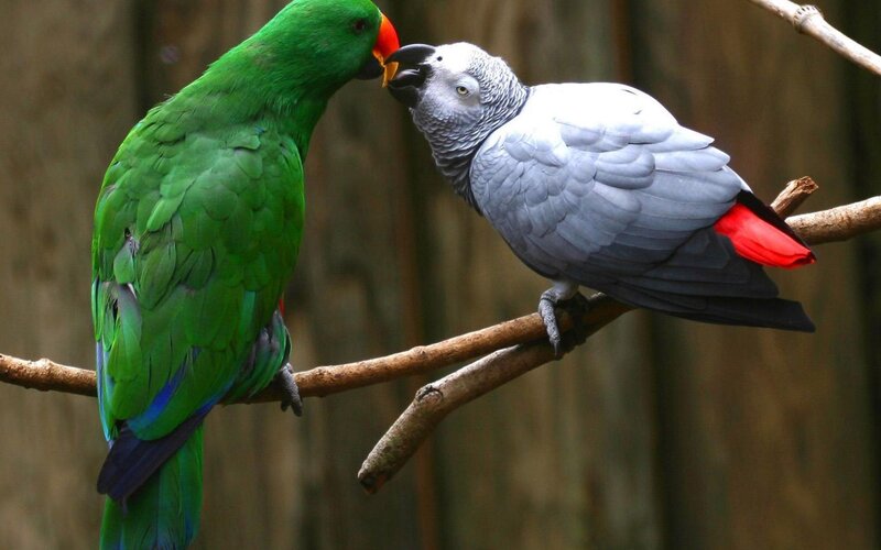 Two Parrots on Branch — Green, Calm, Photograph, Forest, Gray, Red