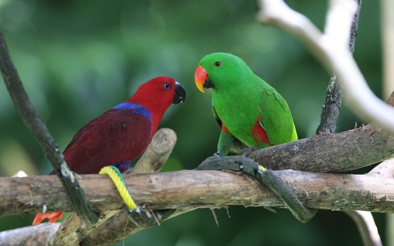 Two Parrots on Branch — Green, Calm, Photograph, Forest, Rope