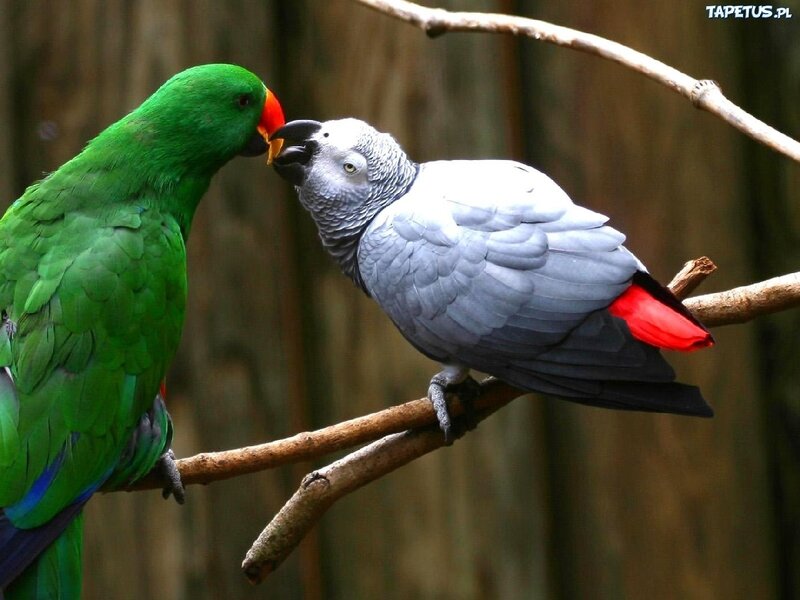 Two Parrots on Branch — Green, Calm, Photograph, Forest