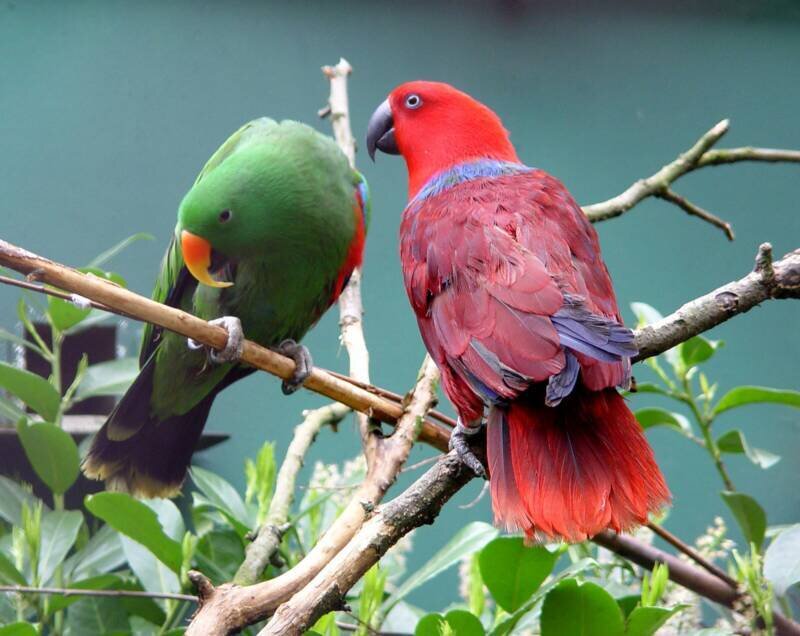 Two Parrots on Branch — Green, Calm, Photograph, Leaves