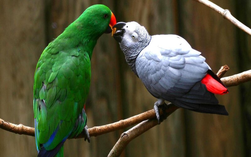Two Parrots on Branch — Green, Calm, Photograph