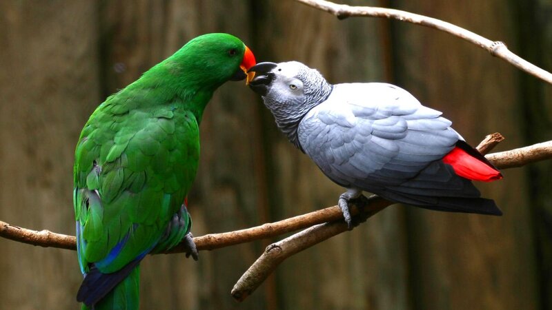 Two Parrots on Branch — Green, Calm