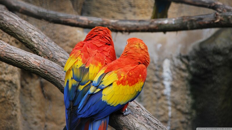 Two Parrots on Branch — Red