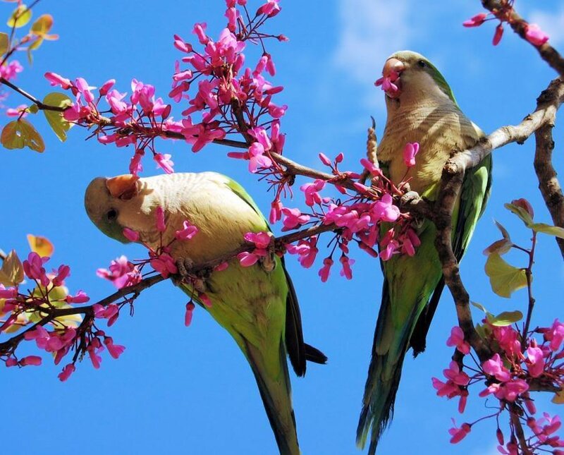 Two Parrots on Branch