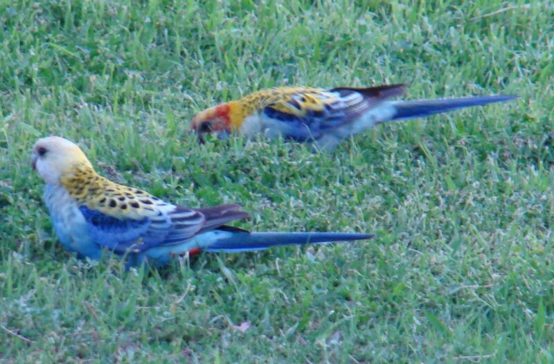 Two parrots on grass