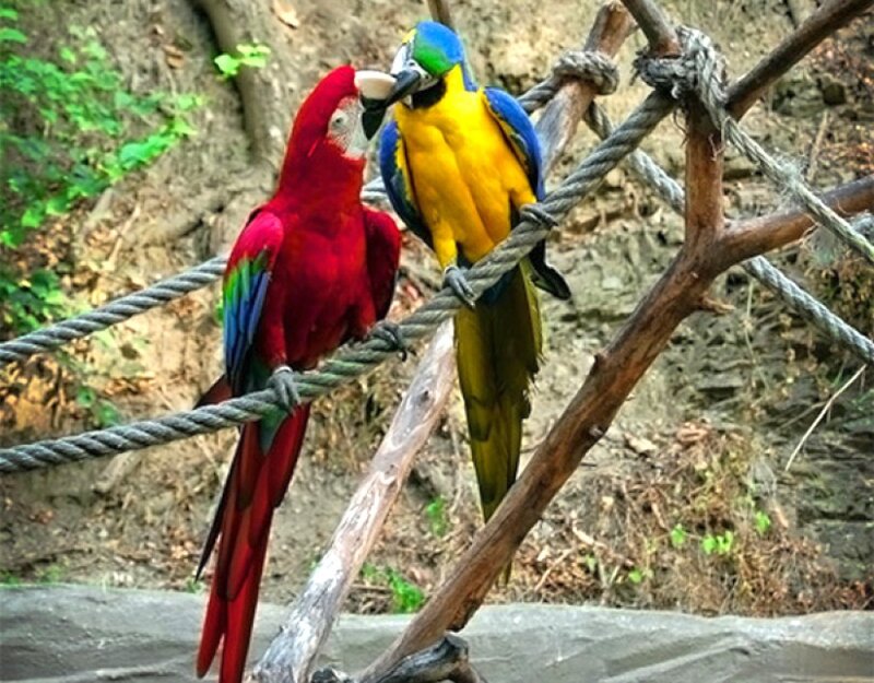 Two Parrots on Rope