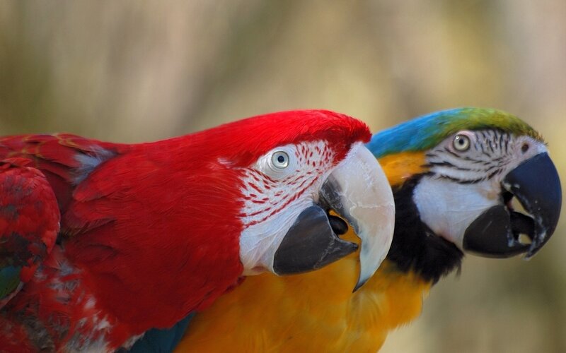 Two Parrots Side by Side — Red