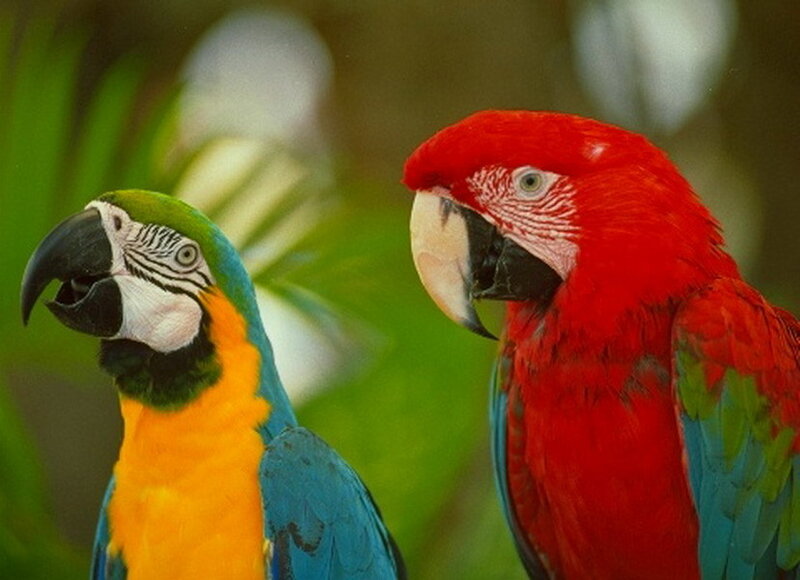 Two Parrots Side by Side