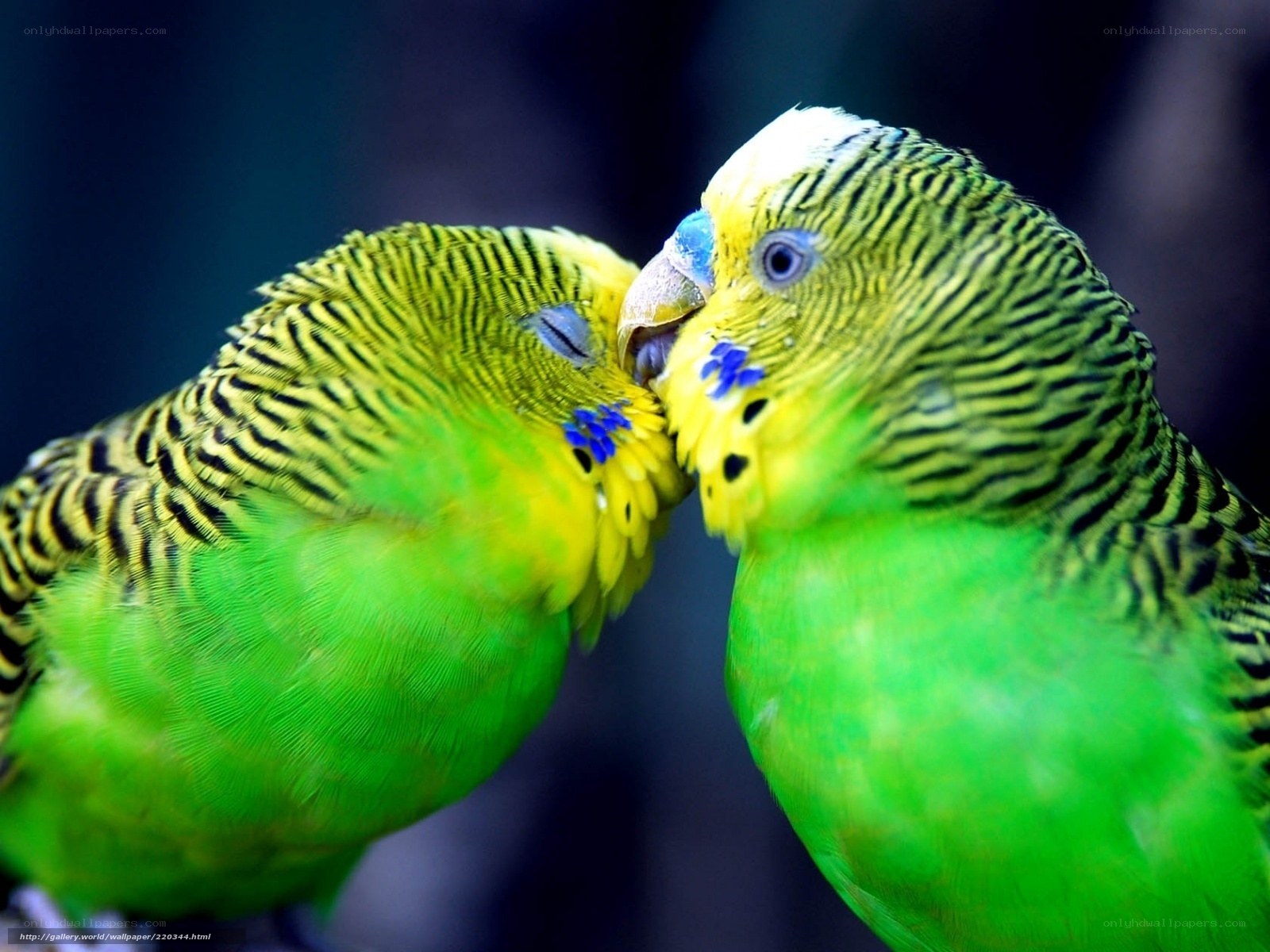 Two parrots touching beaks