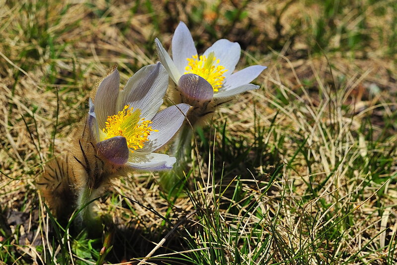 Two Pasqueflowers in Grass