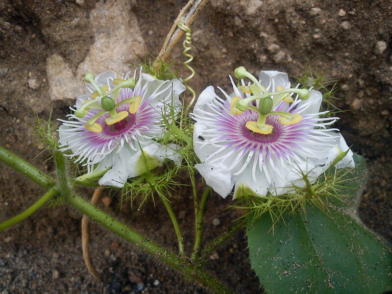 Two Passion Flowers