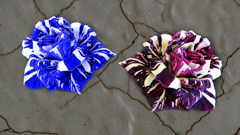 Two Patterned Roses — Blue
