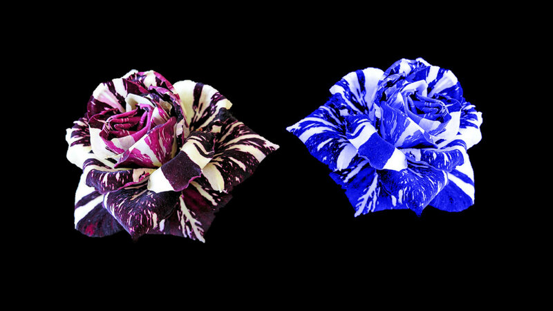 Two Patterned Roses