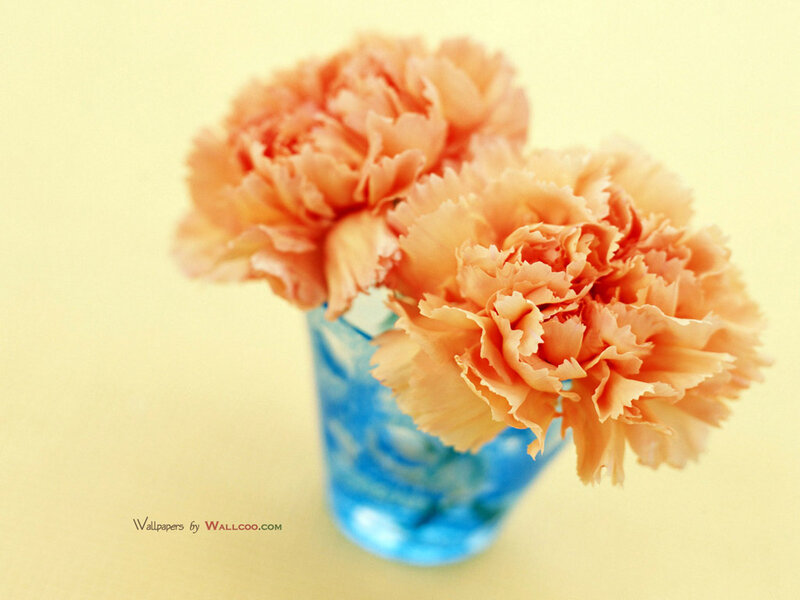 Two Peach Carnations