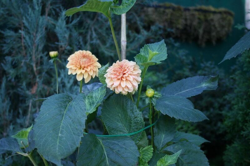Two Peach Dahlias