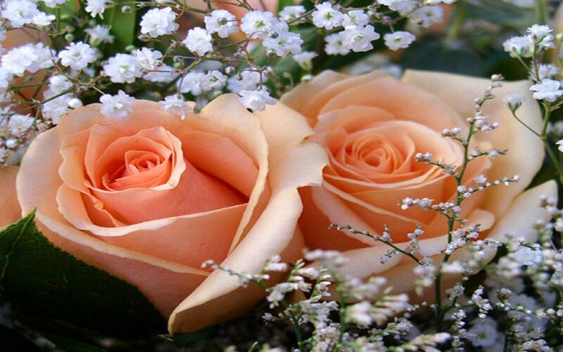 Two Peach Roses — Calm, Photograph, Baby's Breath