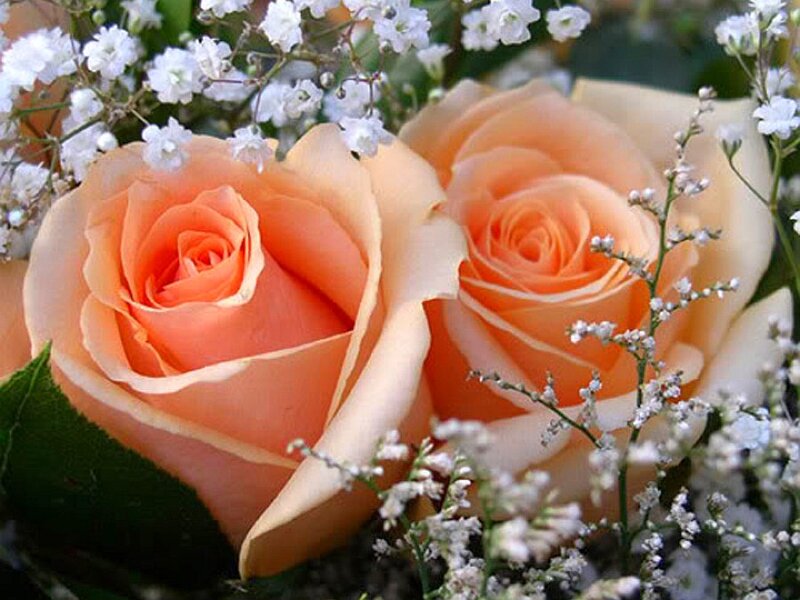 Two Peach Roses — Calm, Photograph