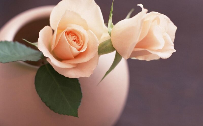 Two Peach Roses — Calm, Photograph, Vase