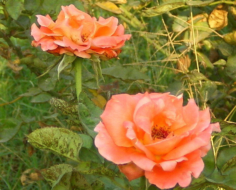 Two Peach Roses — Calm, Sunset