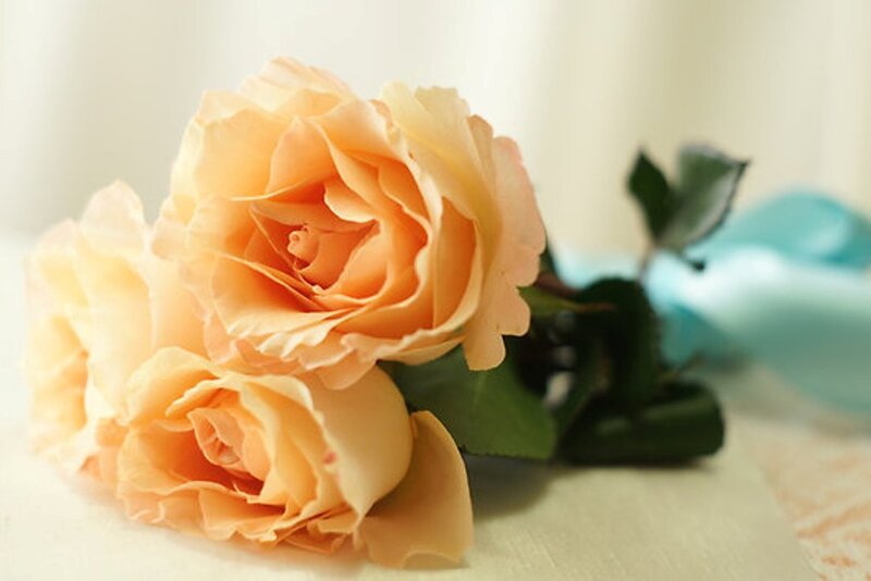 Two Peach Roses — Calm