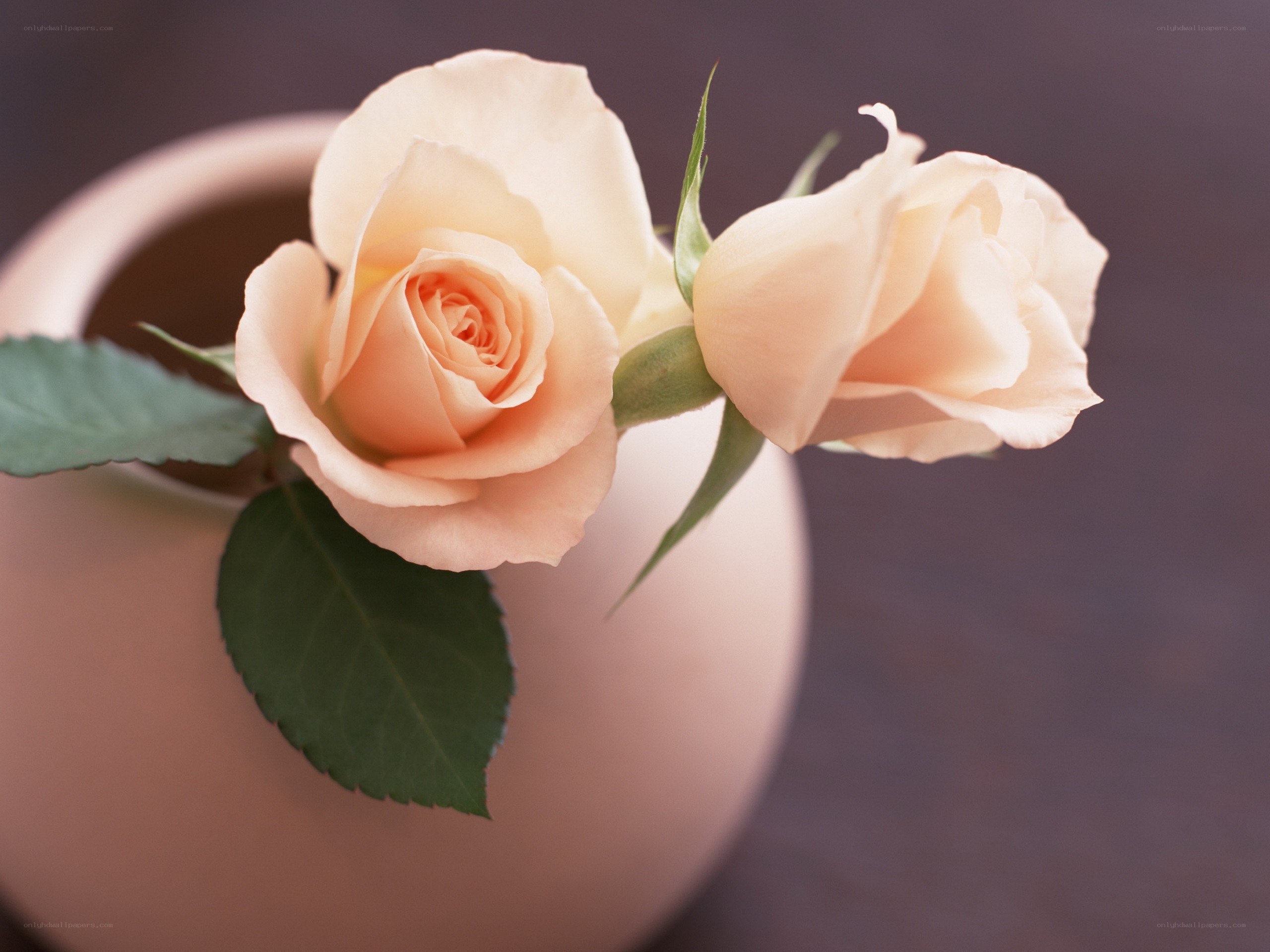 Two peach roses in a vase